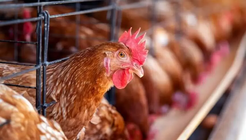 Poultry Farms
