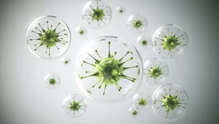 Bacteria